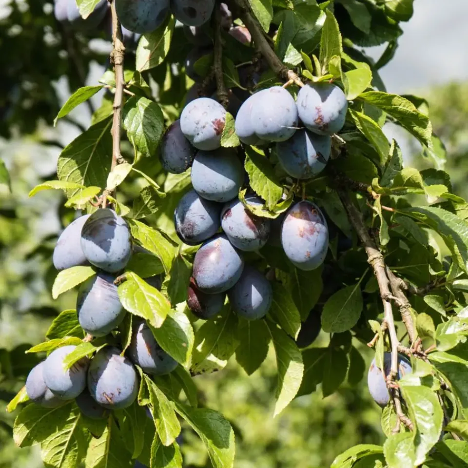 Plant in a Box Mix fruitzuilen - Set van 16 - Malus, Pryus, Prunus - Hoogte 60-70cm - ⌀9cm Online