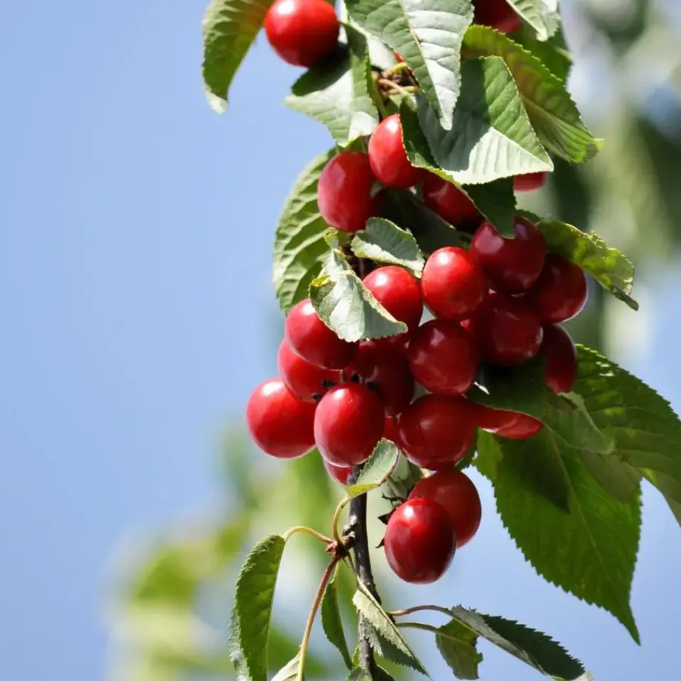 Plant in a Box Mix fruitzuilen - Set van 16 - Malus, Pryus, Prunus - Hoogte 60-70cm - ⌀9cm Online