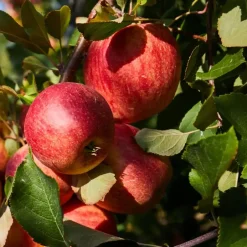 Plant in a Box Mix fruitzuilen - Set van 4 - Malus, Pryus, Prunus - Hoogte 60-70cm - ⌀9cm Clearance