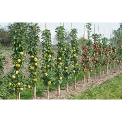 Plant in a Box Mix fruitzuilen - Set van 4 - Malus, Pryus, Prunus - Hoogte 60-70cm - ⌀9cm Clearance