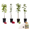 Plant in a Box Mix fruitzuilen met plantenvoeding - Set van 4 - Hoogte 60-70cm - ⌀9cm Discount