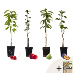 Plant in a Box Mix fruitzuilen met plantenvoeding - Set van 4 - Hoogte 60-70cm - ⌀9cm Discount