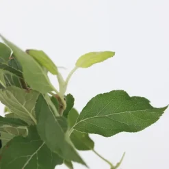 Plant in a Box Mix fruitzuilen met plantenvoeding - Set van 4 - Hoogte 60-70cm - ⌀9cm Discount