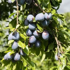 Plant in a Box Mix fruitzuilen met plantenvoeding - Set van 4 - Hoogte 60-70cm - ⌀9cm Discount