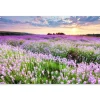 MuchoWow Tuinposter 180x120cm Bloemen Lavendel Paars Lucht Outlet
