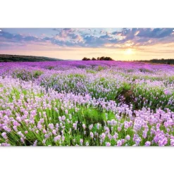 MuchoWow Tuinposter 180x120cm Bloemen Lavendel Paars Lucht Outlet