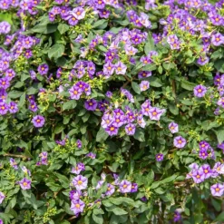 Plant in a Box Nachtschade - Set van 6 - Lycianthes rantonnetii - Hoogte 25-40cm - ⌀9cm Discount