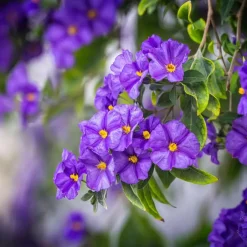 Plant in a Box Nachtschade - Set van 6 - Lycianthes rantonnetii - Hoogte 25-40cm - ⌀9cm Discount