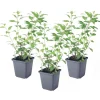 Plant in a Box Nachtschade - Set van 3 - Lycianthes rantonnetii - Hoogte 25-40cm - ⌀9cm Discount
