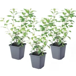 Plant in a Box Nachtschade - Set van 3 - Lycianthes rantonnetii - Hoogte 25-40cm - ⌀9cm Discount