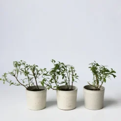 Plant in a Box Nachtschade - Set van 3 - Lycianthes rantonnetii - Hoogte 25-40cm - ⌀9cm Discount