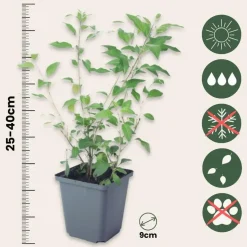 Plant in a Box Nachtschade - Set van 3 - Lycianthes rantonnetii - Hoogte 25-40cm - ⌀9cm Discount
