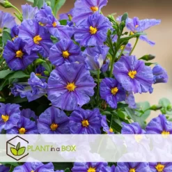 Plant in a Box Nachtschade - Set van 3 - Lycianthes rantonnetii - Hoogte 25-40cm - ⌀9cm Discount