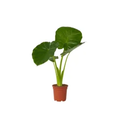 Plant in a Box Olifantsoor - Alocasia 'Odora' - Hoogte 55-75cm - ⌀17cm Hot