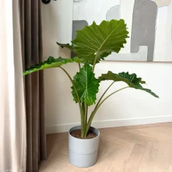 Plant in a Box Olifantsoor - Alocasia 'Portodora' - Hoogte 110-120cm - ⌀32cm Online