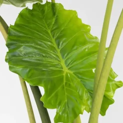 Plant in a Box Olifantsoor - Alocasia 'Portodora' - Hoogte 110-120cm - ⌀32cm Online