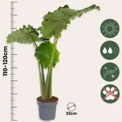 Plant in a Box Olifantsoor - Alocasia 'Portodora' - Hoogte 110-120cm - ⌀32cm Online