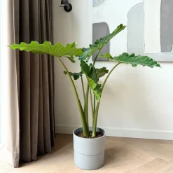 Plant in a Box Olifantsoor - Alocasia 'Portodora' - Hoogte 110-120cm - ⌀32cm Online