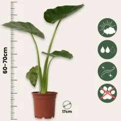 Plant in a Box Olifantsoor - Set van 2 - Alocasia 'Macrorrhizos' - Hoogte 60-70cm - ⌀17cm Best