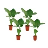 Plant in a Box Olifantsoor - Set van 4 - Alocasia 'Macrorrhizos' - Hoogte 60-70cm - ⌀17cm Clearance