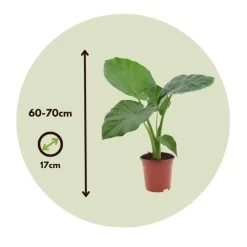 Plant in a Box Olifantsoor - Set van 4 - Alocasia 'Macrorrhizos' - Hoogte 60-70cm - ⌀17cm Clearance