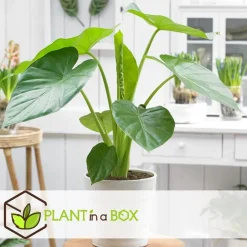 Plant in a Box Olifantsoor - Set van 4 - Alocasia 'Macrorrhizos' - Hoogte 60-70cm - ⌀17cm Clearance