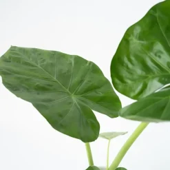 Plant in a Box Olifantsoor - Set van 4 - Alocasia 'Macrorrhizos' - Hoogte 60-70cm - ⌀17cm Clearance