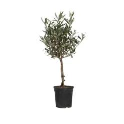 Plant in a Box Olijfboom - Olea europaea - Hoogte 60-70cm - ⌀17cm