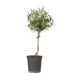 Plant in a Box Olijfboom - Olea europaea - Hoogte 45-55cm - ⌀14cm Outlet