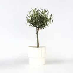 Plant in a Box Olijfboom - Olea europaea - Hoogte 45-55cm - ⌀14cm Outlet