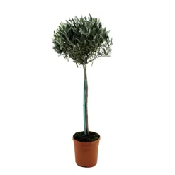 Plant in a Box Olijfboom - Olea europaea - Hoogte 155-170cm - ⌀19cm Best