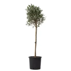 Plant in a Box Olijfboom - Olea europaea - Hoogte 90-100cm - ⌀21cm Outlet