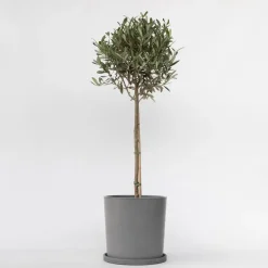 Plant in a Box Olijfboom - Olea europaea - Hoogte 90-100cm - ⌀21cm Outlet