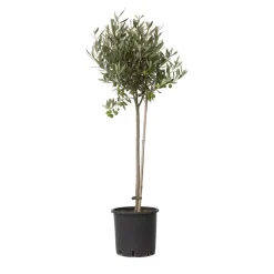 Plant in a Box Olijfboom - Olea europaea - Hoogte 80-90cm - ⌀19cm Online