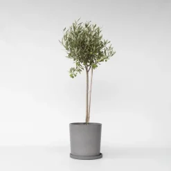 Plant in a Box Olijfboom - Olea europaea - Hoogte 80-90cm - ⌀19cm Online