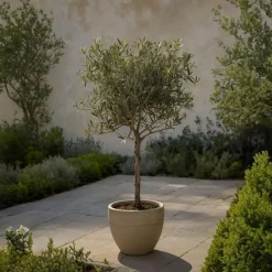 Plant in a Box Olijfboom - Set van 2 - Olea europaea - Hoogte 80-90cm - ⌀19cm Best