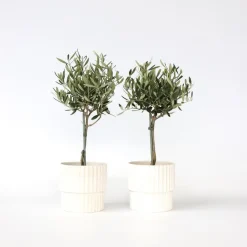 Plant in a Box Olijfboom - Set van 2 - Olea europaea - Hoogte 50-60cm - ⌀14cm Outlet