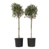 Plant in a Box Olijfboom - Set van 2 - Olea europaea - Hoogte 90-100cm - ⌀21cm New