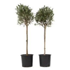 Plant in a Box Olijfboom - Set van 2 - Olea europaea - Hoogte 90-100cm - ⌀21cm New