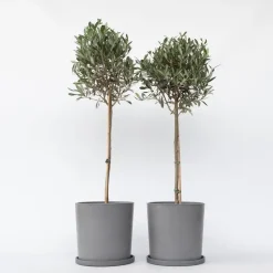 Plant in a Box Olijfboom - Set van 2 - Olea europaea - Hoogte 90-100cm - ⌀21cm New