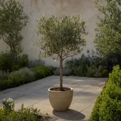 Plant in a Box Olijfboom - Set van 2 - Olea europaea - Hoogte 90-100cm - ⌀21cm New