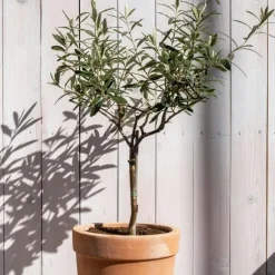 Plant in a Box Olijfboom - Set van 2 - Olea europaea - Hoogte 90-100cm - ⌀21cm New