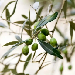 Plant in a Box Olijfboom - Set van 2 - Olea europaea - Hoogte 90-100cm - ⌀21cm New