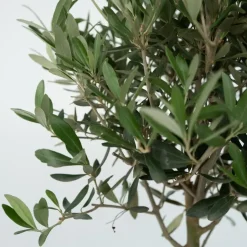 Plant in a Box Olijfboom - Set van 2 - Olea europaea - Hoogte 90-100cm - ⌀21cm New