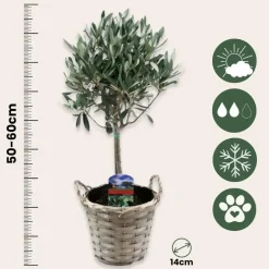 Plant in a Box Olijfboom - Set van 2 - Olea europaea - Hoogte 50-60cm - ⌀14cm New