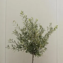 Plant in a Box Olijfboom - Set van 2 - Olea europaea - Hoogte 50-60cm - ⌀14cm New