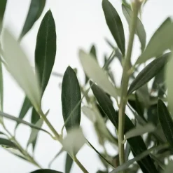 Plant in a Box Olijfboom - Set van 2 - Olea europaea - Hoogte 25-40cm - ⌀9cm Best