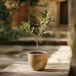 Plant in a Box Olijfboom - Set van 2 - Olea europaea - Hoogte 25-40cm - ⌀9cm Best