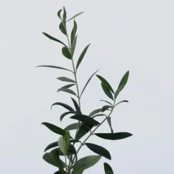 Plant in a Box Olijfboom - Set van 2 - Olea europaea - Hoogte 25-40cm - ⌀9cm Best