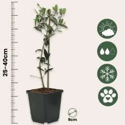Plant in a Box Olijfboom - Set van 2 - Olea europaea - Hoogte 25-40cm - ⌀9cm Best